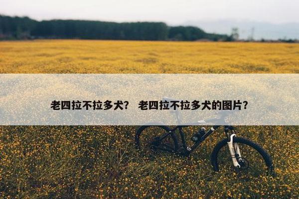 老四拉不拉多犬？ 老四拉不拉多犬的图片？