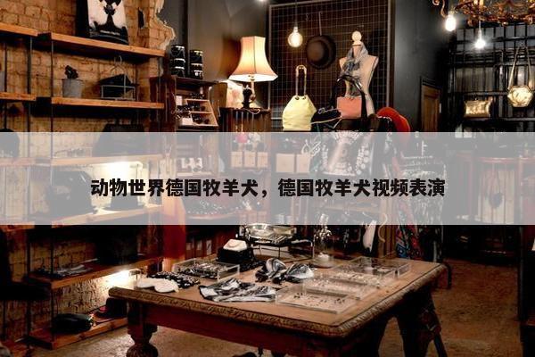 动物世界德国牧羊犬，德国牧羊犬视频表演