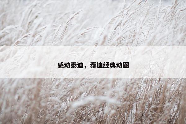 感动泰迪，泰迪经典动图