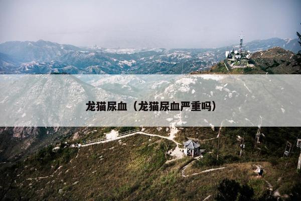 龙猫尿血（龙猫尿血严重吗）