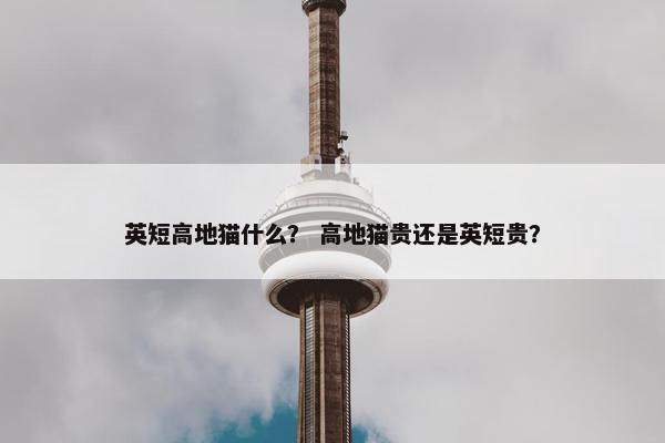 英短高地猫什么？ 高地猫贵还是英短贵？