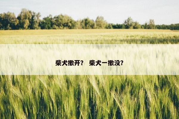 柴犬撒开？ 柴犬一撒没？