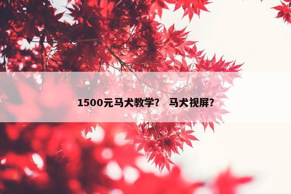 1500元马犬教学？ 马犬视屏？
