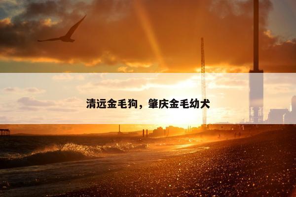 清远金毛狗，肇庆金毛幼犬