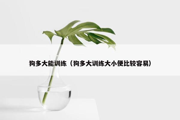 狗多大能训练（狗多大训练大小便比较容易）