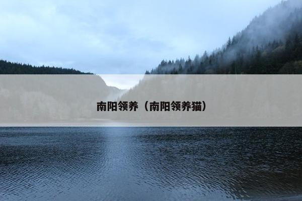 南阳领养（南阳领养猫）