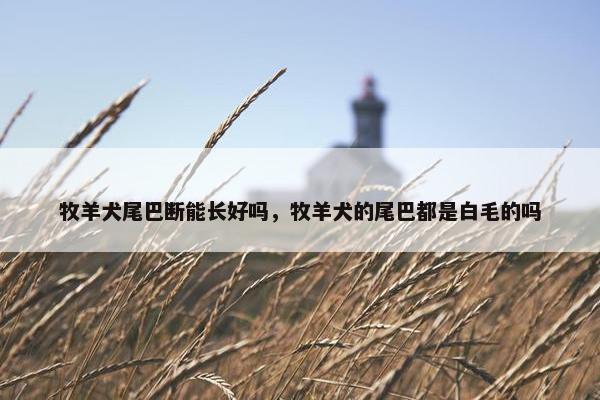 牧羊犬尾巴断能长好吗，牧羊犬的尾巴都是白毛的吗