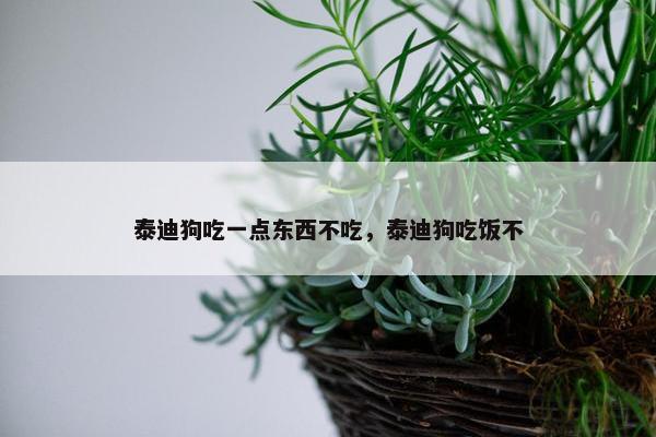 泰迪狗吃一点东西不吃，泰迪狗吃饭不