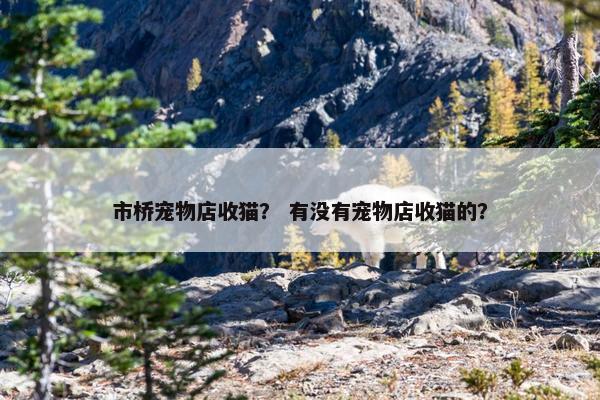 市桥宠物店收猫？ 有没有宠物店收猫的？