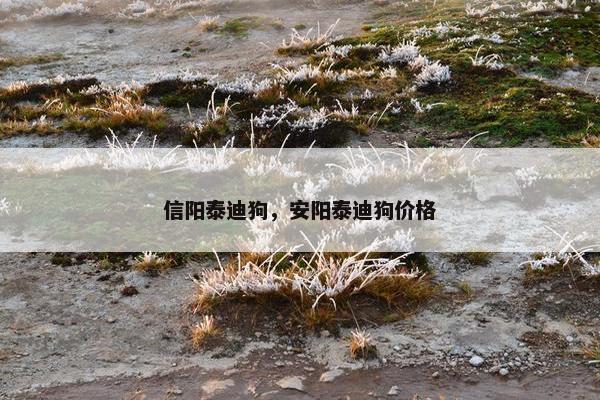 信阳泰迪狗，安阳泰迪狗价格