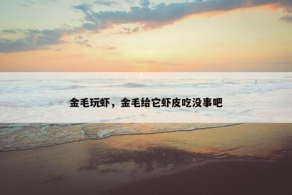 金毛玩虾，金毛给它虾皮吃没事吧