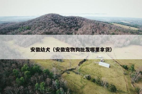安徽幼犬（安徽宠物狗批发哪里拿货）