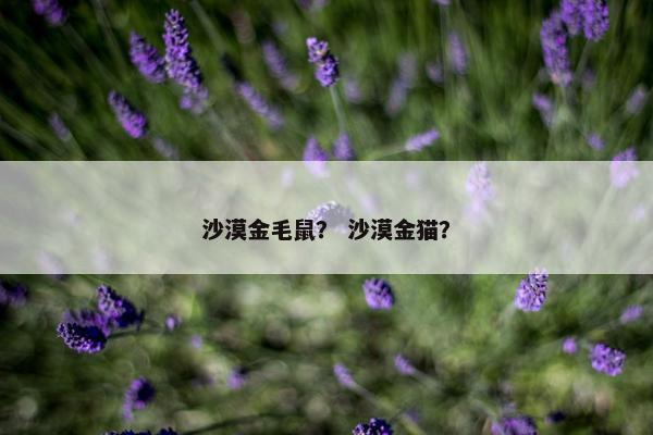 沙漠金毛鼠？ 沙漠金猫？