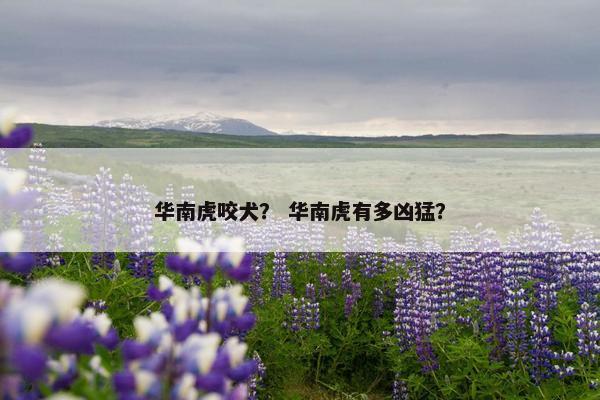 华南虎咬犬？ 华南虎有多凶猛？