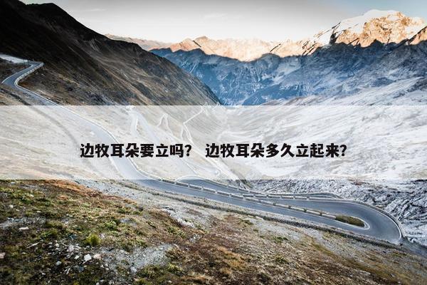 边牧耳朵要立吗？ 边牧耳朵多久立起来？