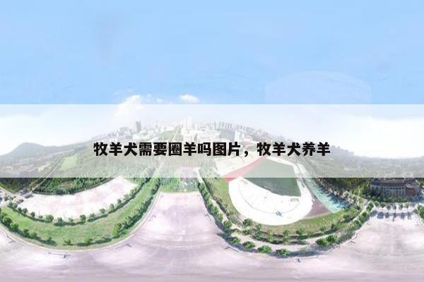 牧羊犬需要圈羊吗图片，牧羊犬养羊