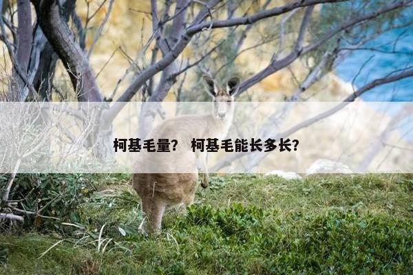 柯基毛量？ 柯基毛能长多长？
