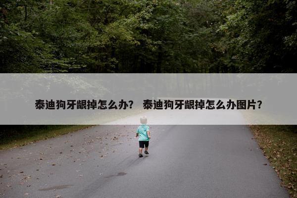 泰迪狗牙龈掉怎么办？ 泰迪狗牙龈掉怎么办图片？