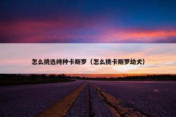 怎么挑选纯种卡斯罗（怎么挑卡斯罗幼犬）