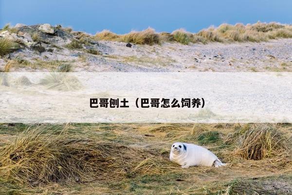 巴哥刨土（巴哥怎么饲养）