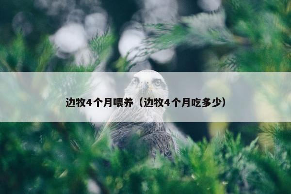 边牧4个月喂养（边牧4个月吃多少）