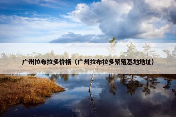 广州拉布拉多价格（广州拉布拉多繁殖基地地址）