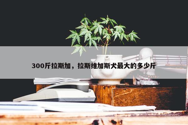 300斤拉斯加，拉斯维加斯犬最大的多少斤