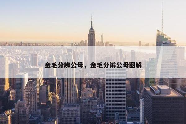 金毛分辨公母，金毛分辨公母图解