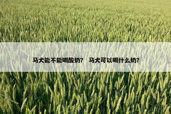 马犬能不能喝酸奶？ 马犬可以喝什么奶？