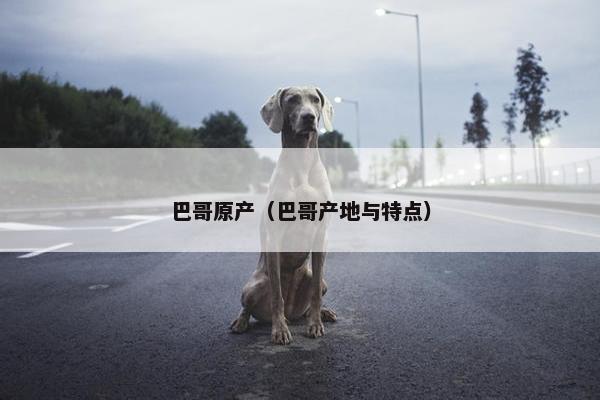 巴哥原产（巴哥产地与特点）