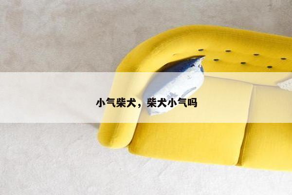 小气柴犬，柴犬小气吗