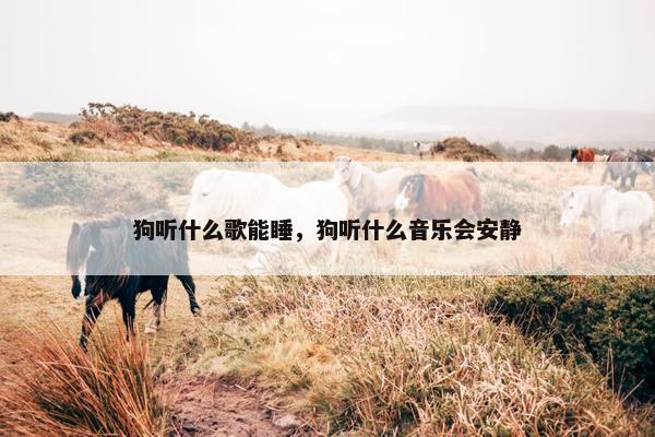 狗听什么歌能睡，狗听什么音乐会安静