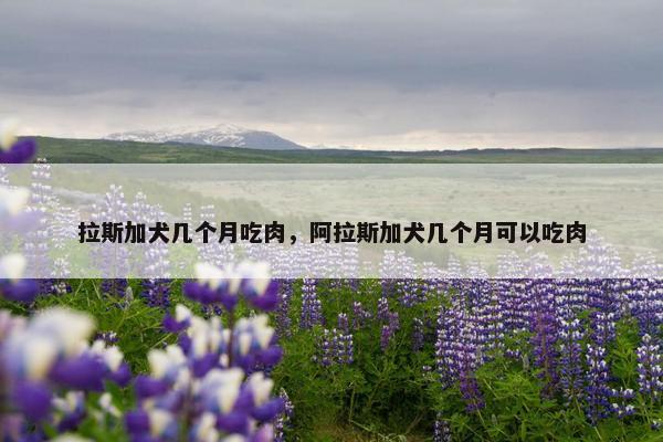 拉斯加犬几个月吃肉，阿拉斯加犬几个月可以吃肉