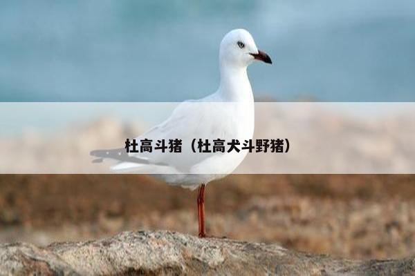 杜高斗猪（杜高犬斗野猪）