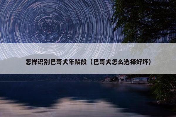 怎样识别巴哥犬年龄段（巴哥犬怎么选择好坏）