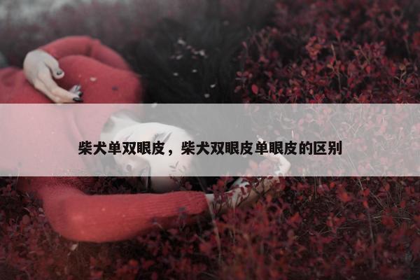 柴犬单双眼皮，柴犬双眼皮单眼皮的区别