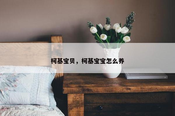 柯基宝贝，柯基宝宝怎么养