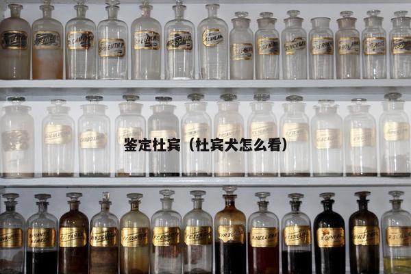 鉴定杜宾（杜宾犬怎么看）