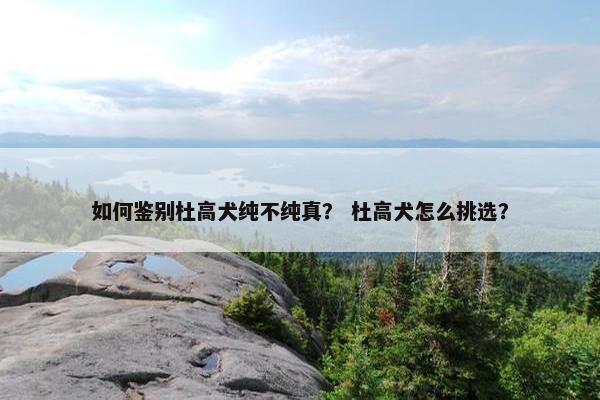 如何鉴别杜高犬纯不纯真？ 杜高犬怎么挑选？