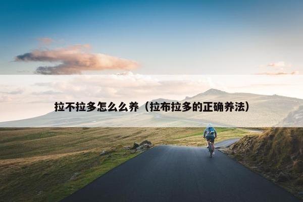 拉不拉多怎么么养（拉布拉多的正确养法）