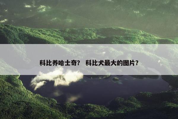 科比养哈士奇？ 科比犬最大的图片？