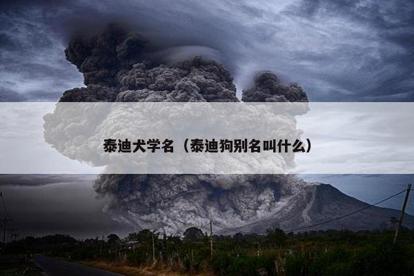 泰迪犬学名（泰迪狗别名叫什么）