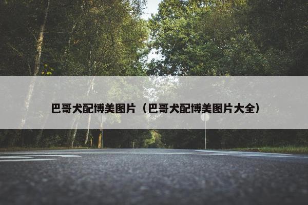 巴哥犬配博美图片（巴哥犬配博美图片大全）