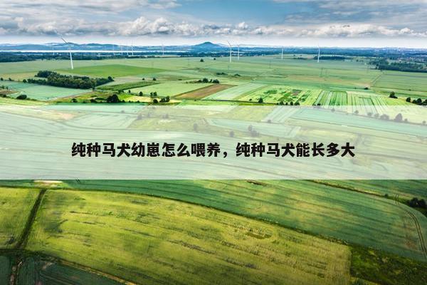 纯种马犬幼崽怎么喂养，纯种马犬能长多大