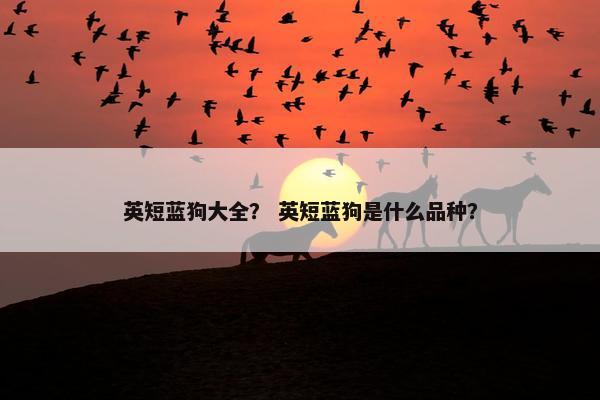 英短蓝狗大全？ 英短蓝狗是什么品种？