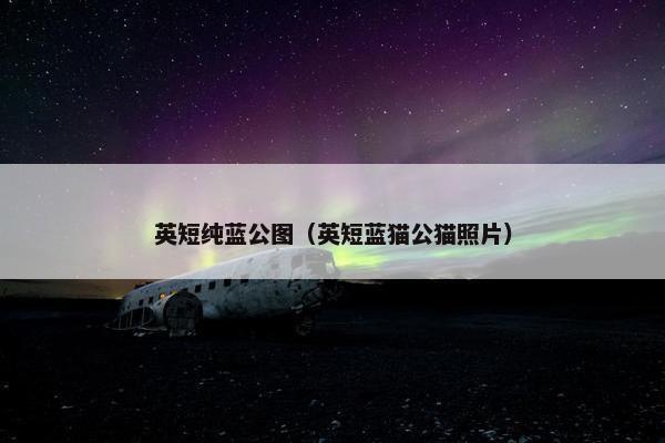 英短纯蓝公图（英短蓝猫公猫照片）