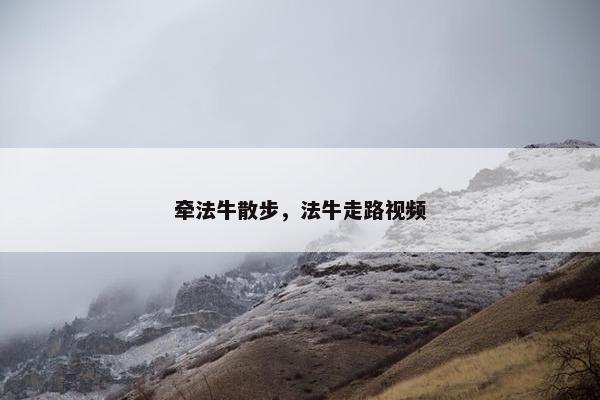 牵法牛散步，法牛走路视频