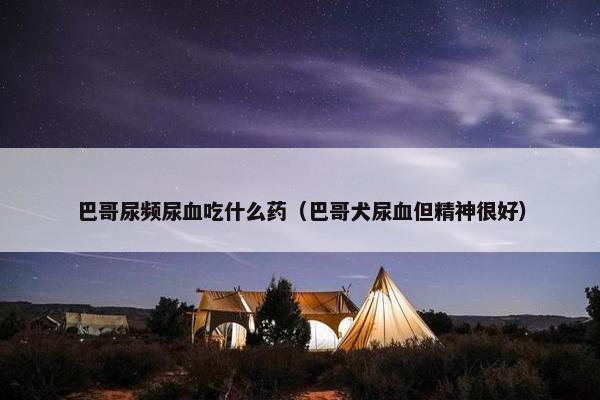 巴哥尿频尿血吃什么药（巴哥犬尿血但精神很好）