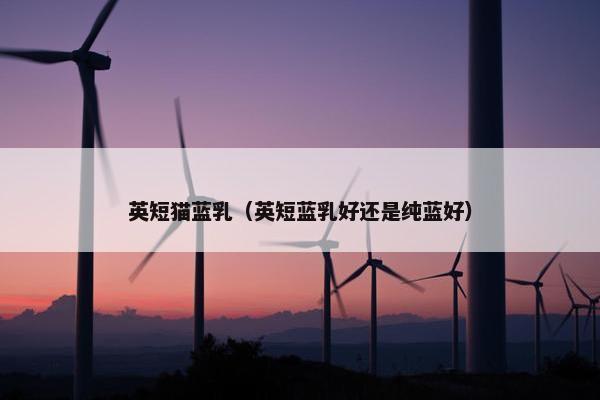 英短猫蓝乳（英短蓝乳好还是纯蓝好）