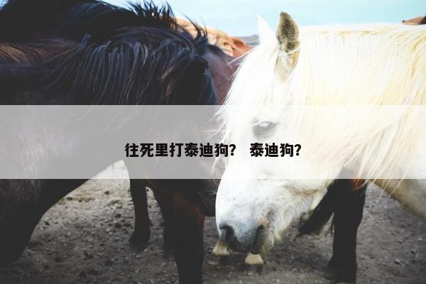 往死里打泰迪狗？ 泰迪狗？